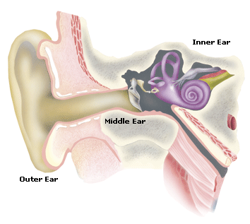 diagram of the ear